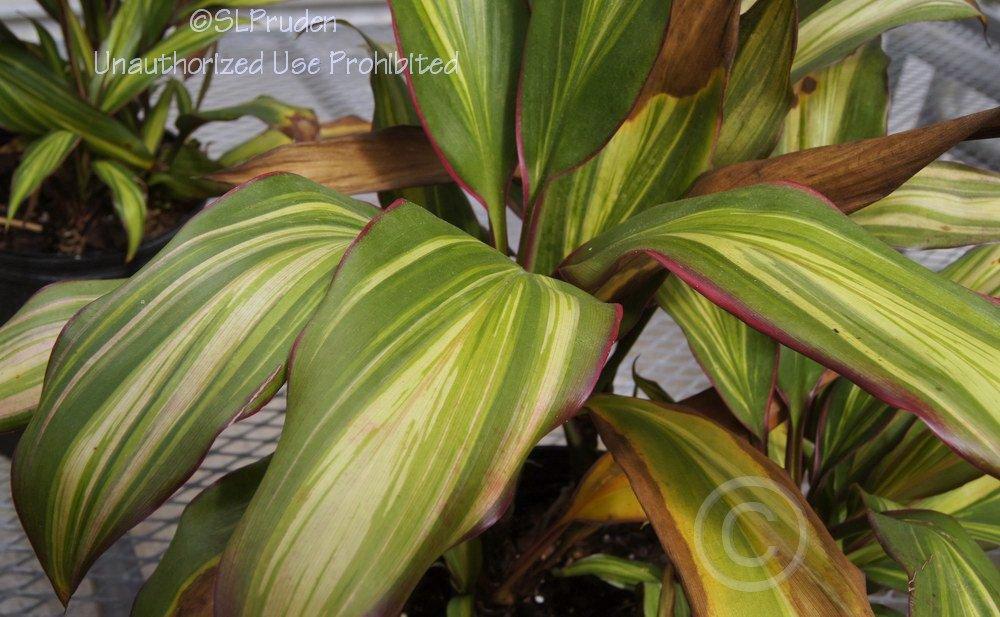 Photo of Ti Plant (Cordyline fruticosa 'Kiwi') uploaded by DaylilySLP