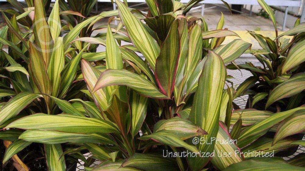 Photo of Ti Plant (Cordyline fruticosa 'Kiwi') uploaded by DaylilySLP