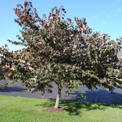 Location: Downingtown, Pennsylvania
Date: 2010-07-02
maturing tree in summer