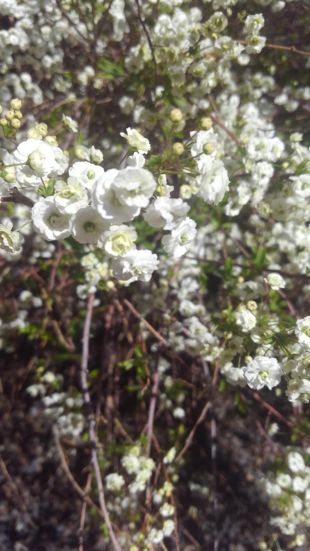 Photo of Double-Flowered Bridalwreath Spiraea (Spiraea prunifolia 'Plena') uploaded by JeffLoflinECV
