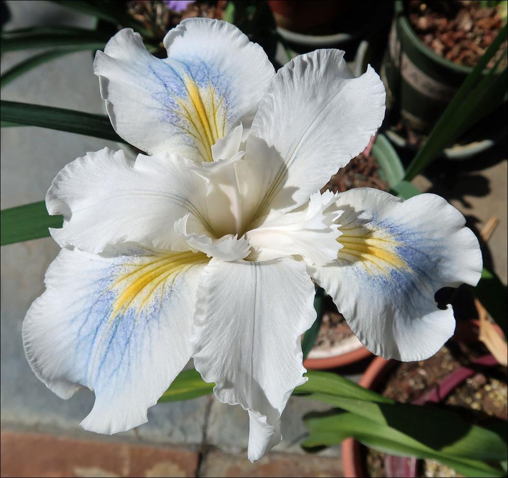 Photo of Pacific Coast Iris (Iris 'Soquel Cove') uploaded by Polymerous