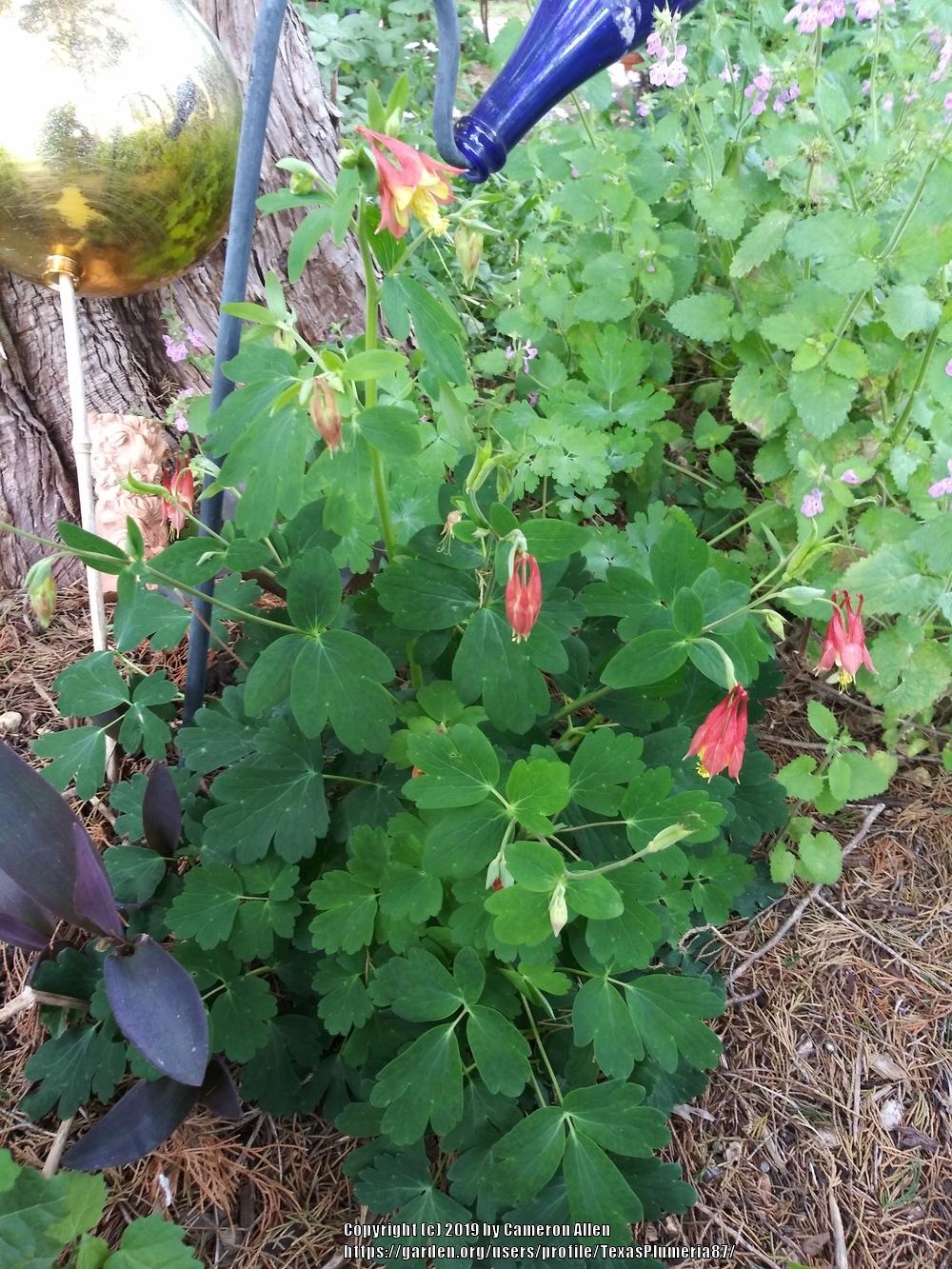 Photo of Eastern Red Columbine (Aquilegia canadensis) uploaded by TexasPlumeria87