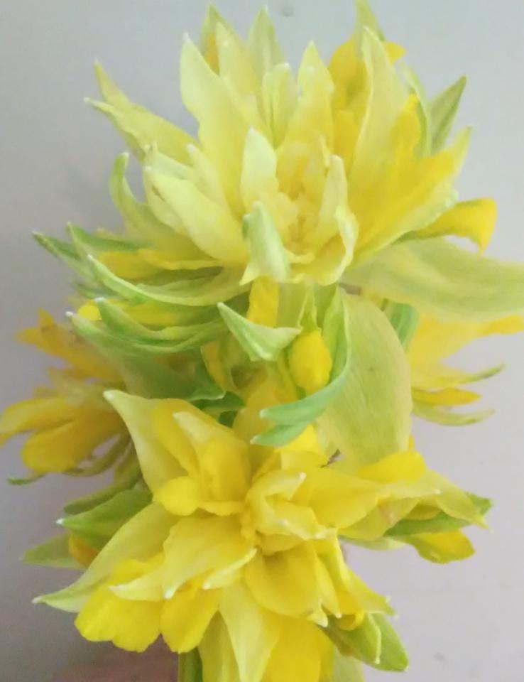 Photo of Double Daffodil (Narcissus 'Telamonius Plenus') uploaded by Tiff2884