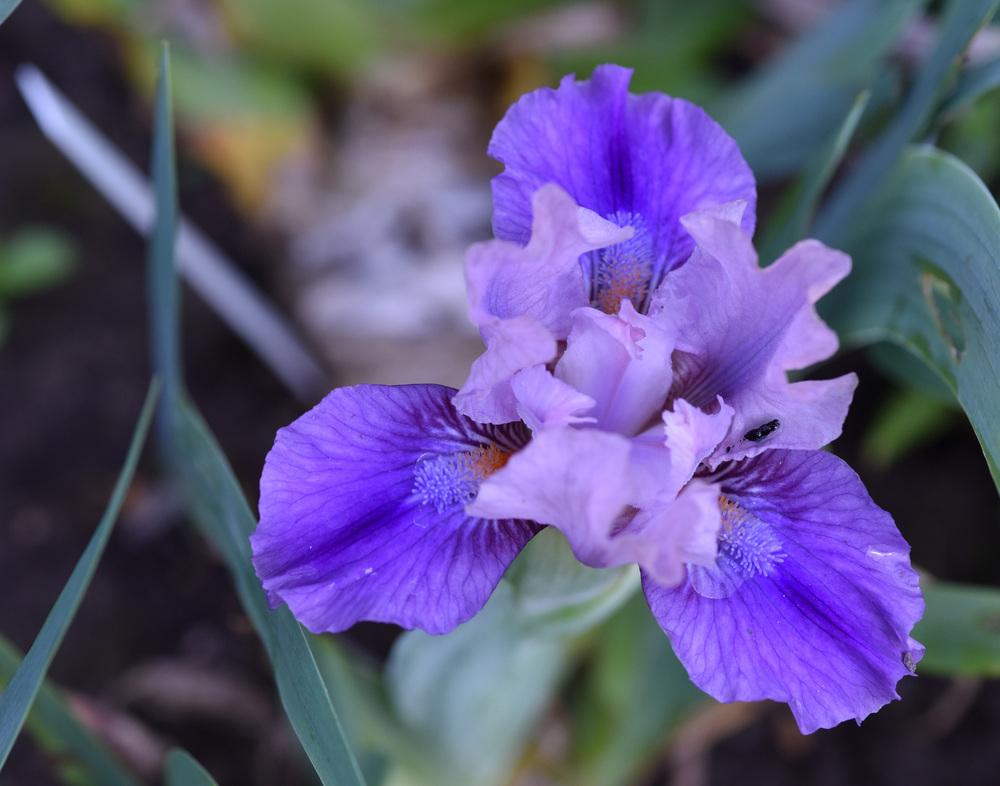 Photo of Standard Dwarf Bearded Iris (Iris 'Pause') uploaded by cliftoncat