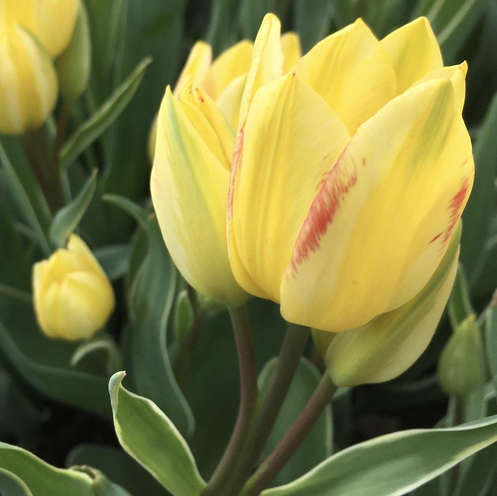 Photo of Single Late Tulip (Tulipa 'Antoinette') uploaded by csandt