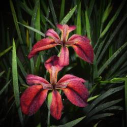 Location: Botanical Gardens of the State of Georgia...Athens, Ga
Date: 2019-04-23
Iris x louisiana 'Red Echo' 001