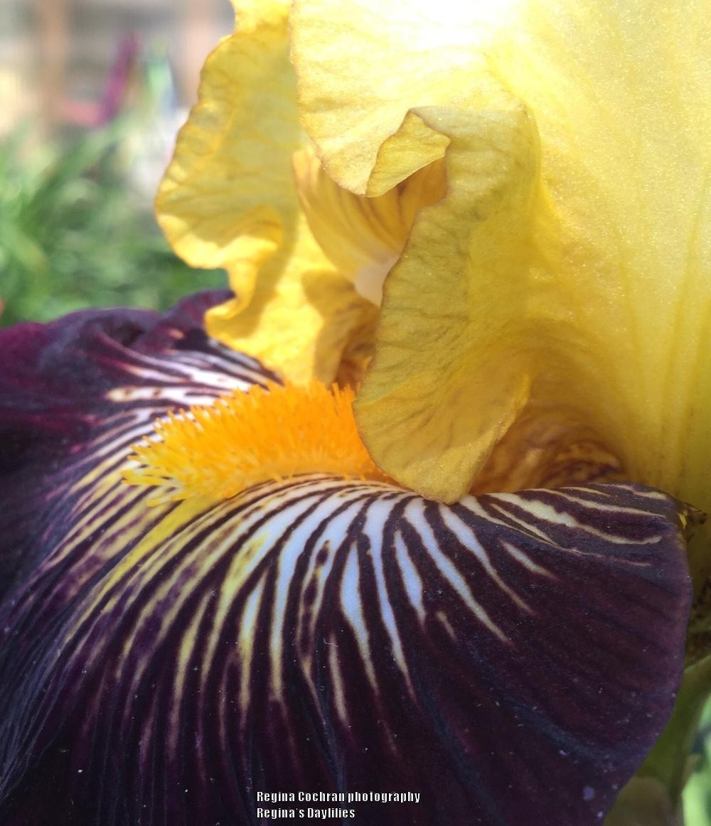 Photo of Tall Bearded Iris (Iris 'Reckless Abandon') uploaded by scflowers