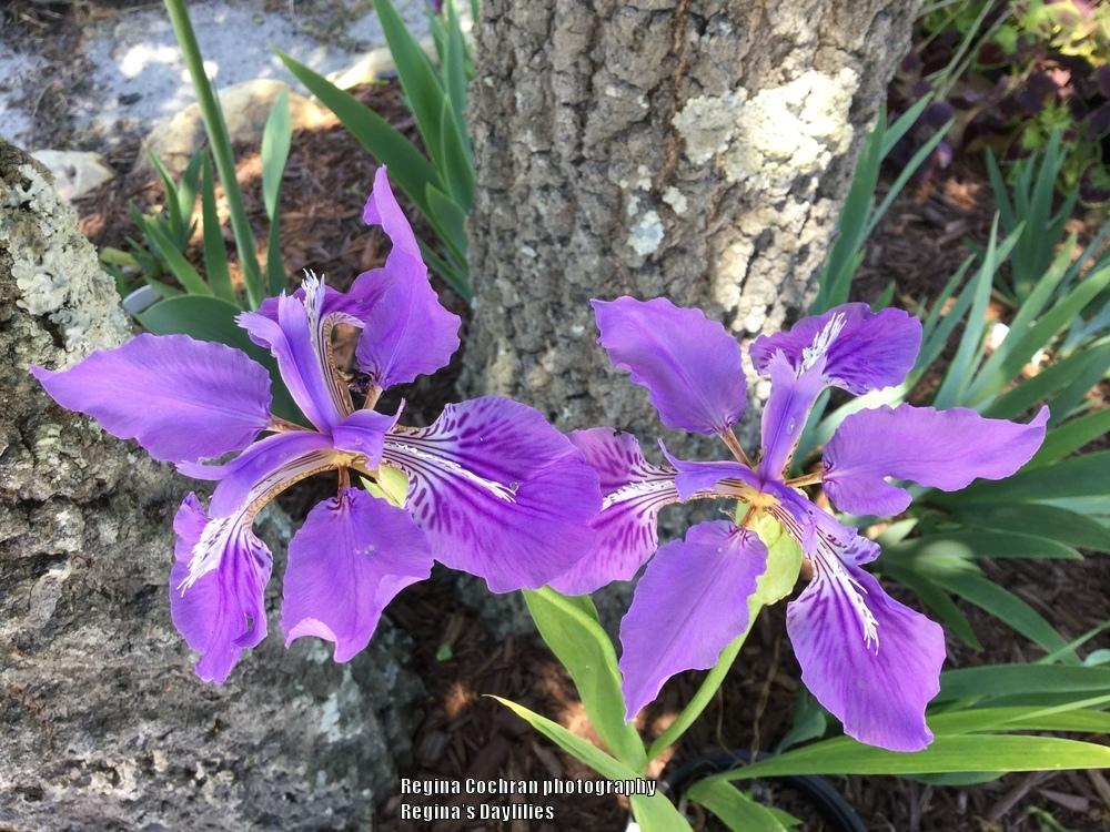 Photo of Species Iris (Iris tectorum) uploaded by scflowers
