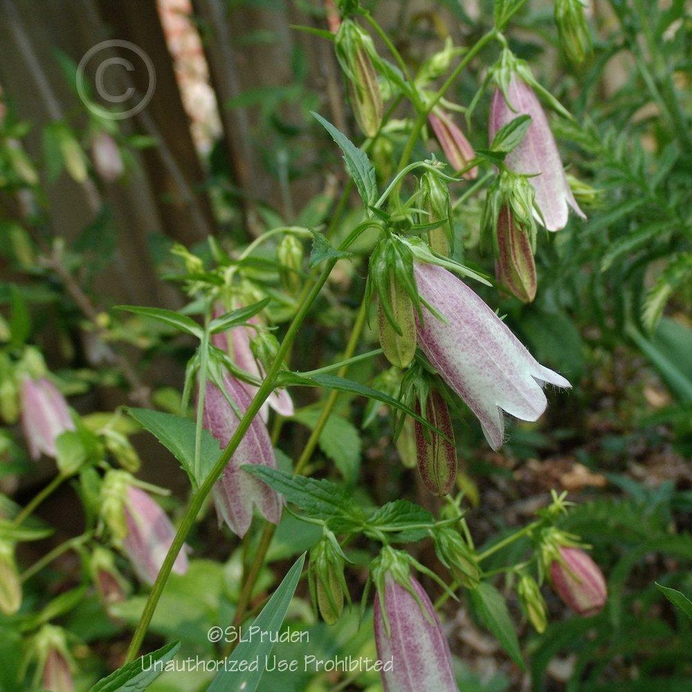 Photo of Spotted Bellflower (Campanula punctata 'Cherry Bells') uploaded by DaylilySLP
