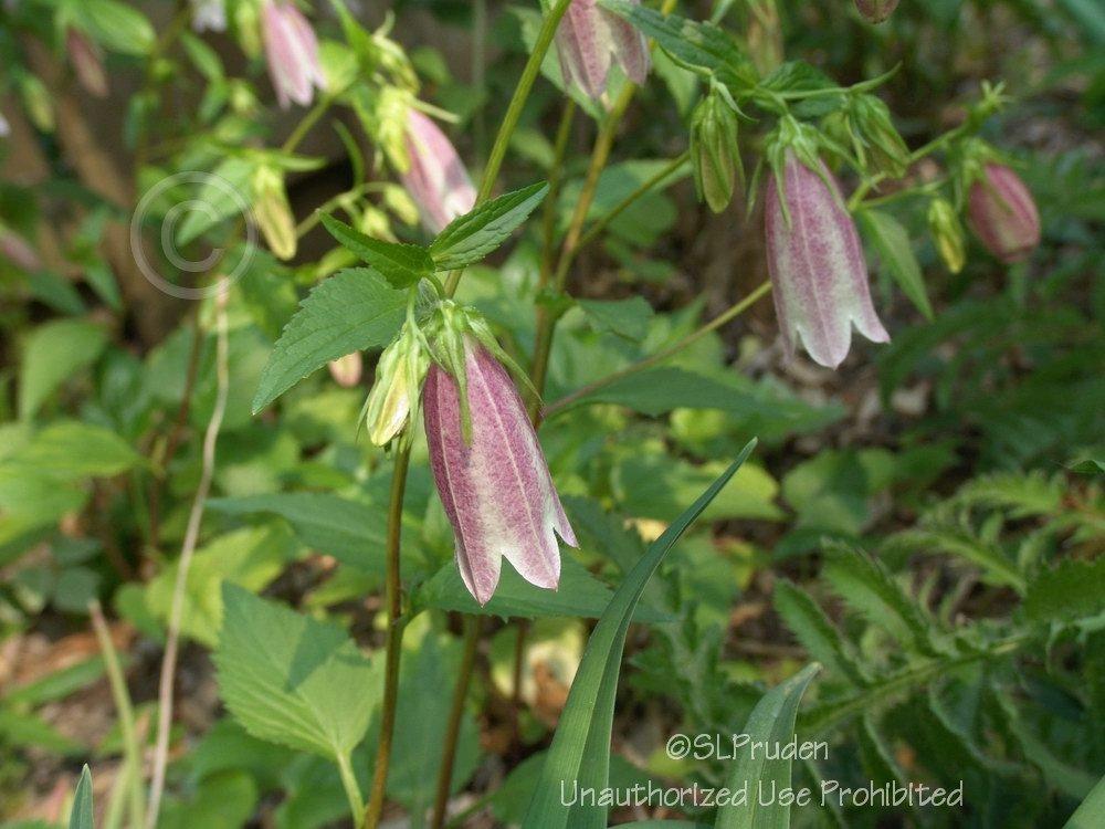 Photo of Spotted Bellflower (Campanula punctata 'Cherry Bells') uploaded by DaylilySLP