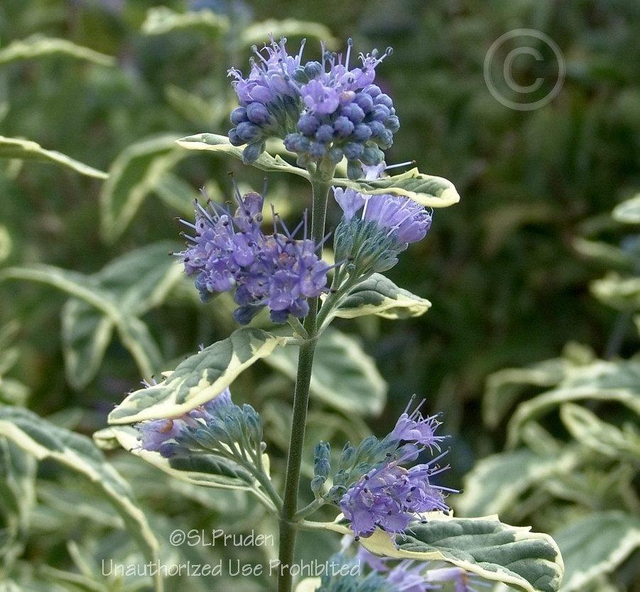 Photo of Bluebeard (Caryopteris x clandonensis 'White Surprise') uploaded by DaylilySLP