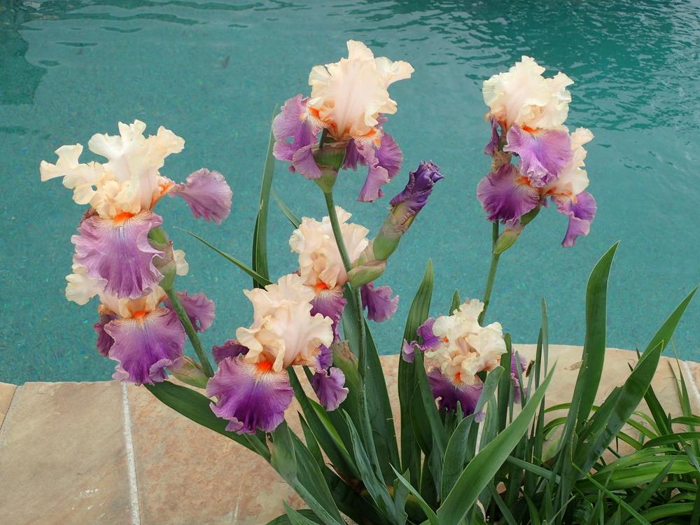 Photo of Tall Bearded Iris (Iris 'Achy Breaky Heart') uploaded by DonnaBwana