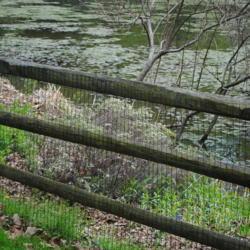 Location: Jenkins Arboretum in Berwyn, Pennsylvania
Date: 2019-04-21
plants in bloom at pond behind fence
