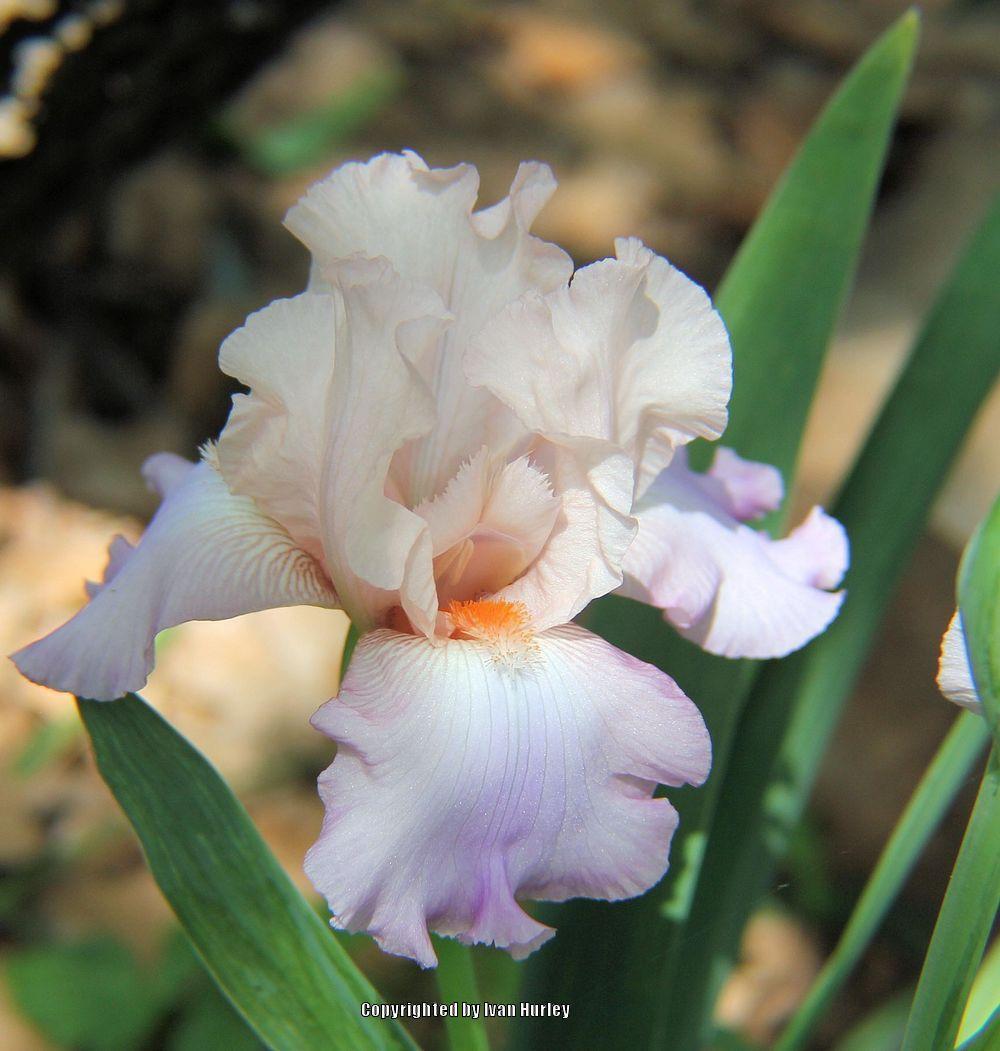 Photo of Tall Bearded Iris (Iris 'Celebration Song') uploaded by Ivan_N_Tx