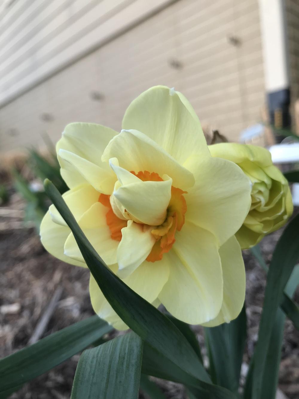 Photo of Double Daffodil (Narcissus 'Double Fashion') uploaded by Legalily