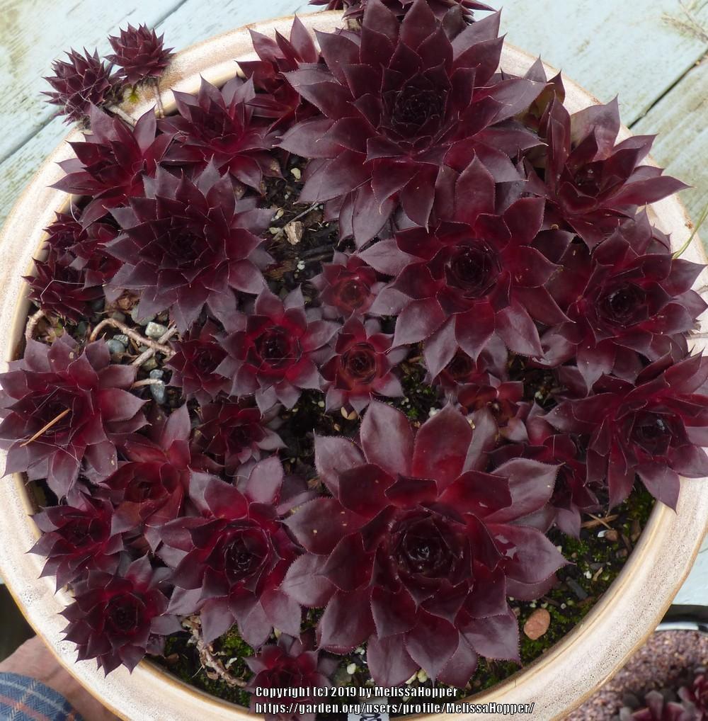 Photo of Hen and Chick (Sempervivum 'Positively Glowing') uploaded by MelissaHopper