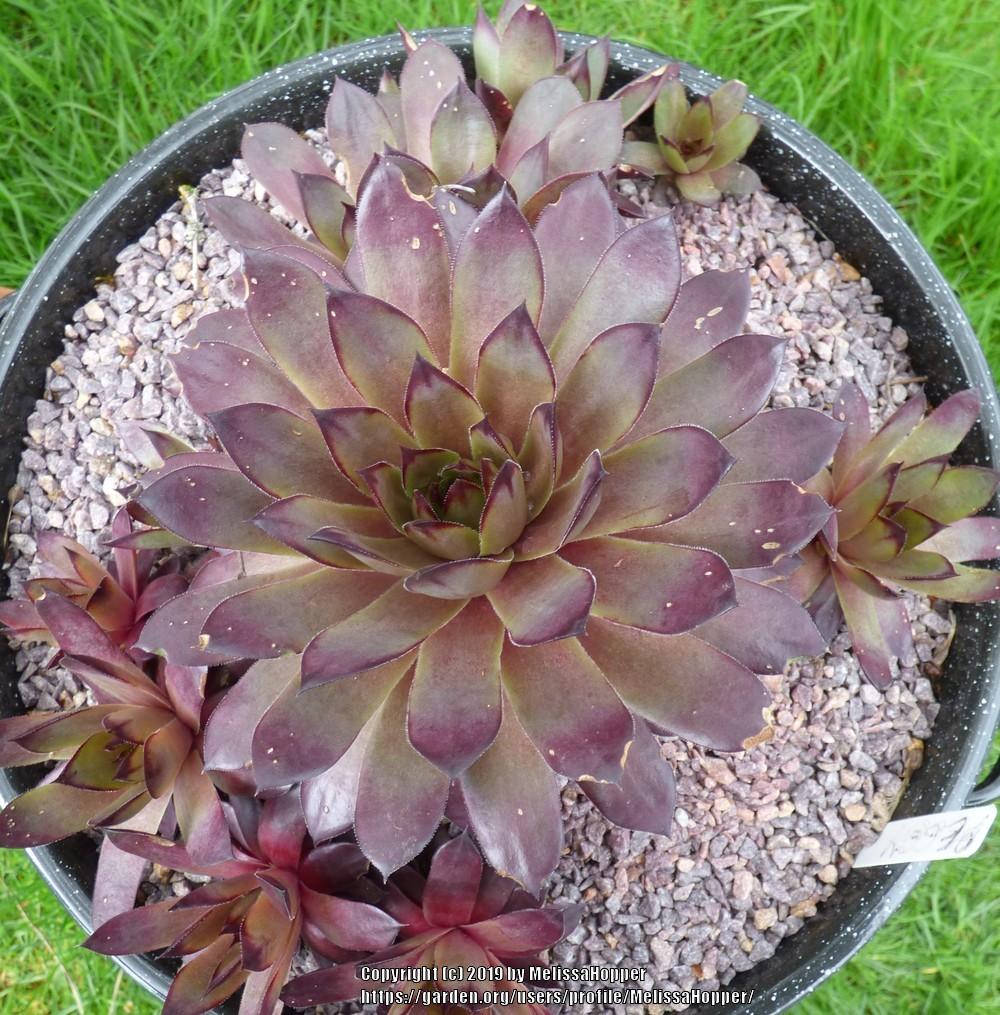 Photo of Hen and Chicks (Sempervivum 'Peggy') uploaded by MelissaHopper