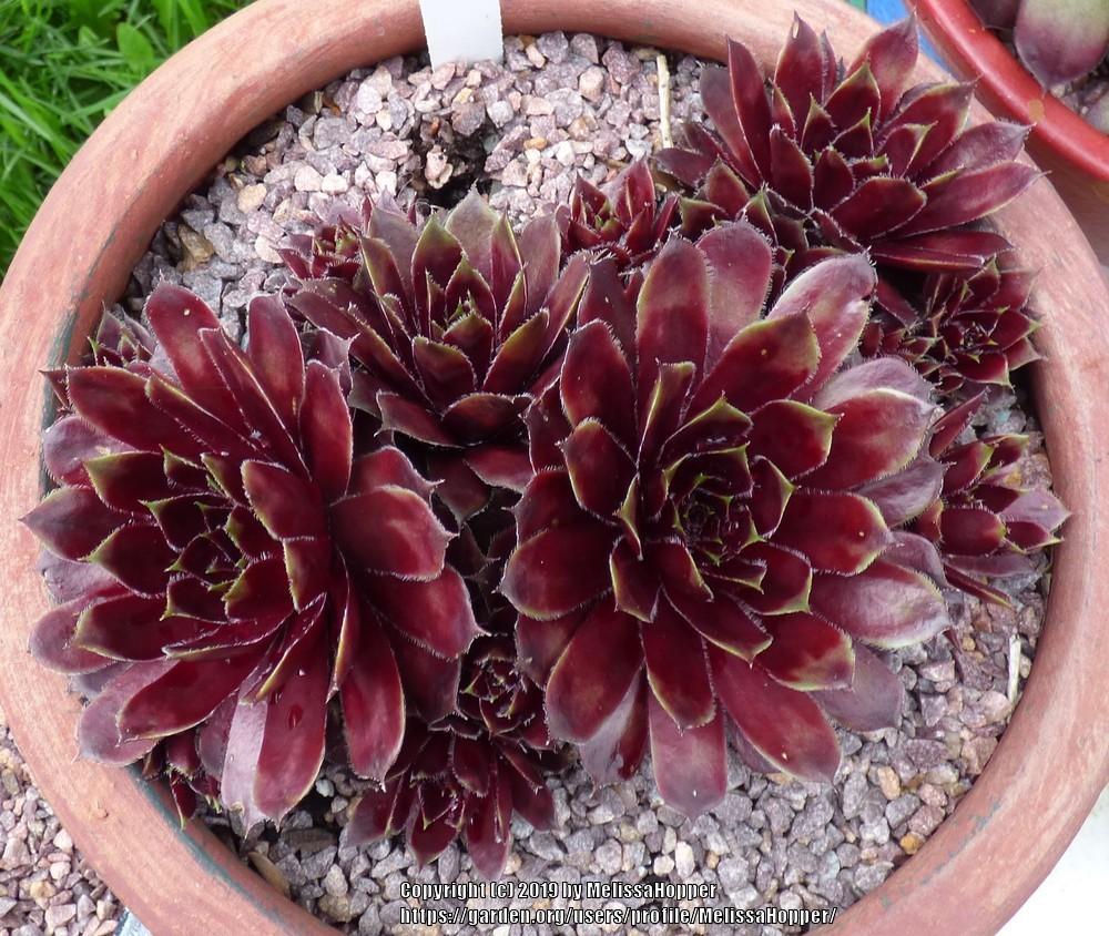 Photo of Hen and Chicks (Sempervivum 'Red Lion') uploaded by MelissaHopper