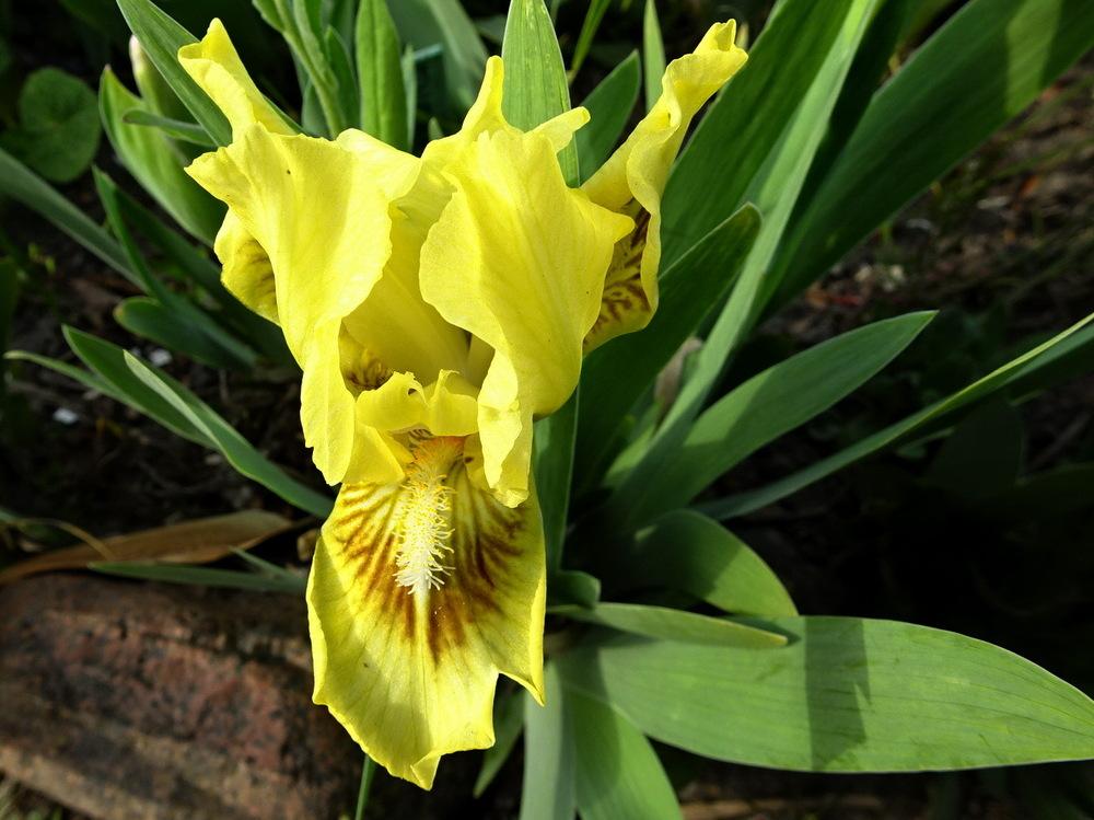 Photo of Standard Dwarf Bearded Iris (Iris 'Eyebright') uploaded by Orsola