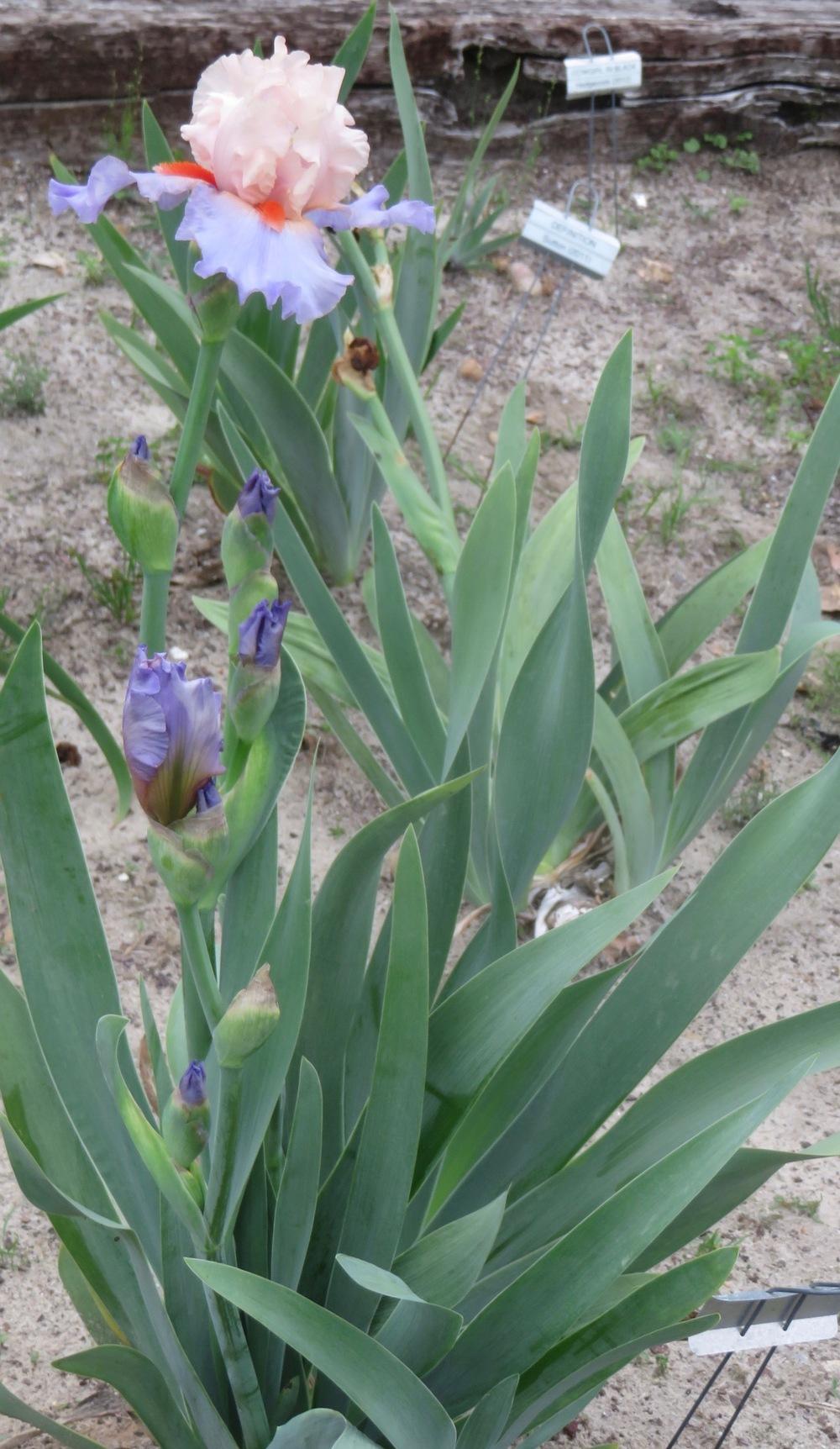 Photo of Tall Bearded Iris (Iris 'French Cancan') uploaded by QHBarbie