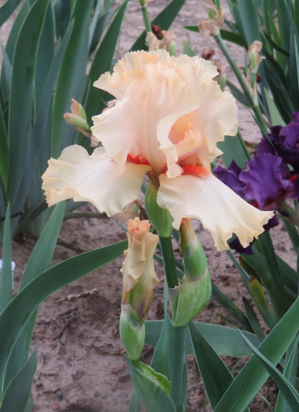 Photo of Tall Bearded Iris (Iris 'Somsee Somsigh') uploaded by QHBarbie