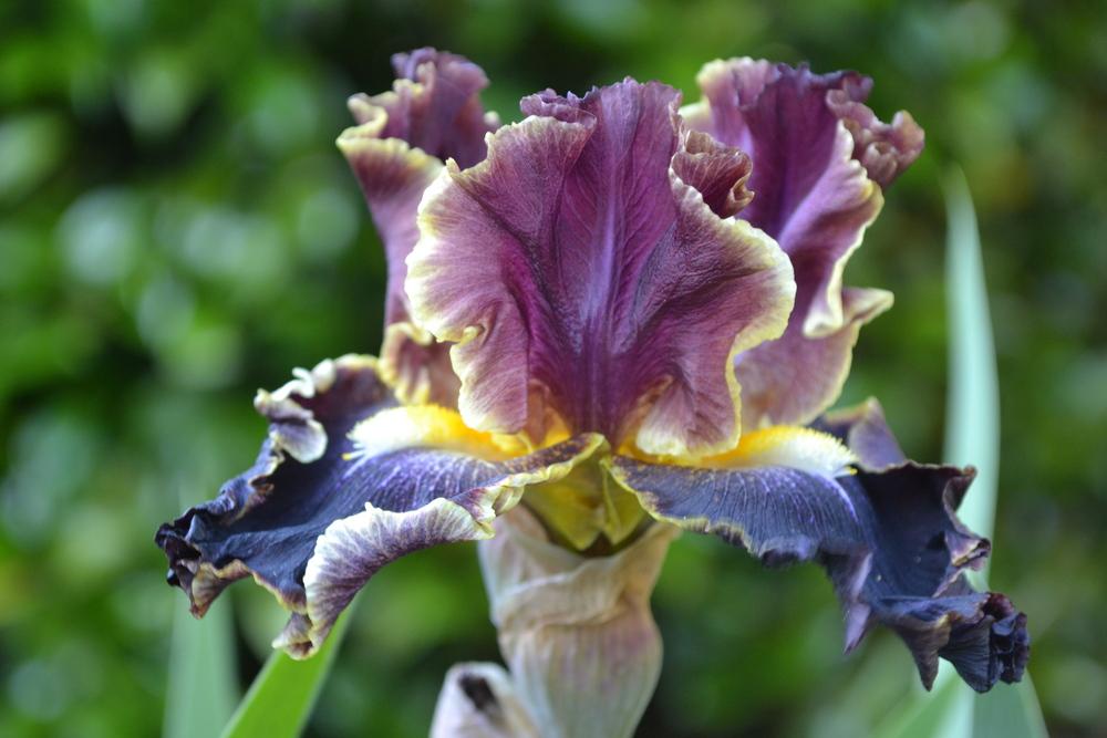 Photo of Tall Bearded Iris (Iris 'Exploding Galaxy') uploaded by aikenforflowers