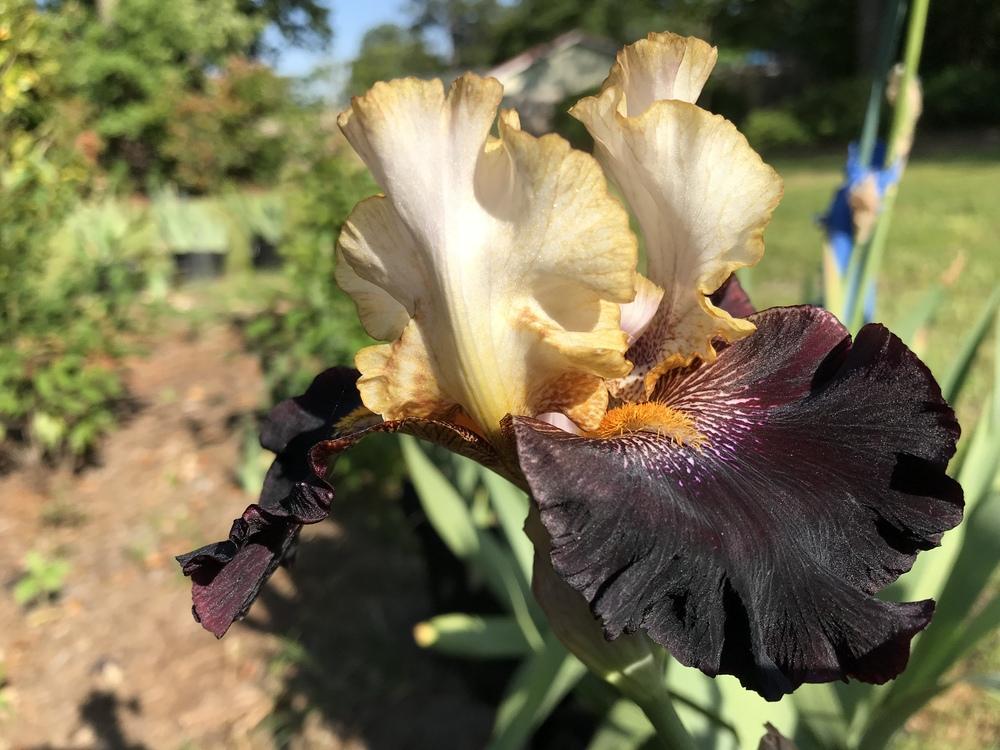 Photo of Tall Bearded Iris (Iris 'Rum and Coke') uploaded by aikenforflowers