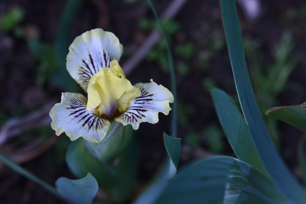 Photo of Miniature Dwarf Bearded Iris (Iris 'China Eye') uploaded by cliftoncat