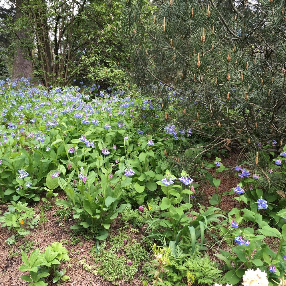 Photo of Virginia Bluebells (Mertensia virginica) uploaded by csandt