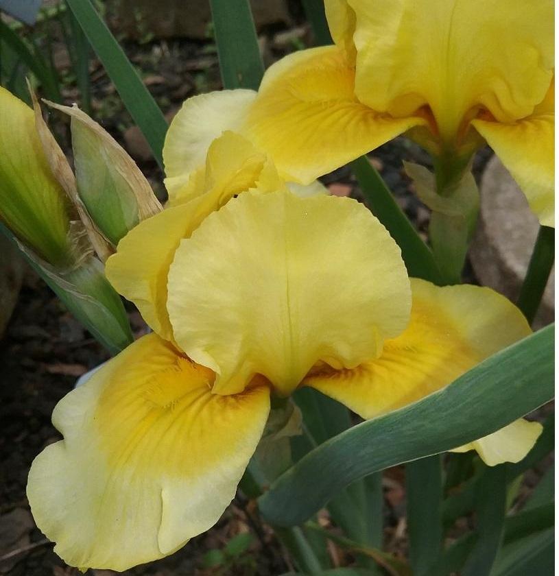 Photo of Species X Iris (Iris 'Lemon Dainty') uploaded by grannysgarden