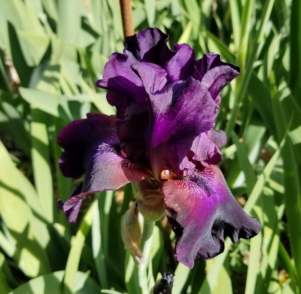 Photo of Tall Bearded Iris (Iris 'Superstition') uploaded by jigs1968