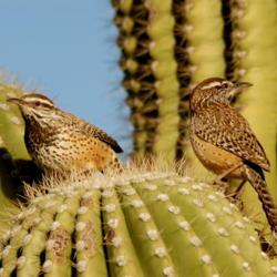 Location: Bella Vista Dr., Tucson, AZ
Date: 2014-12-26
Cactus Wrens standing proudly on the spines of a Saguaro
