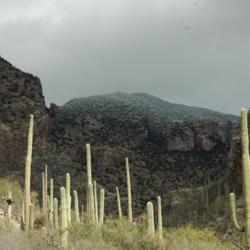 Location: Catalina Mountains, Arizona
Date: 2009-02-09
Saguaros on the finger rock trail in the Santa Catalina Mountains