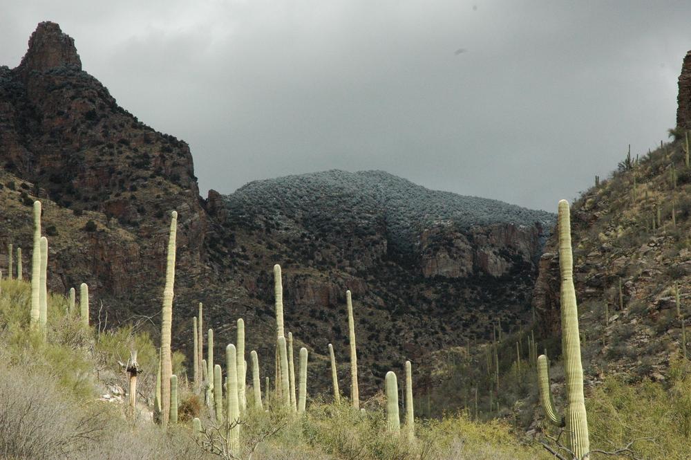 Photo of Saguaro (Carnegiea gigantea) uploaded by lasertrimguy