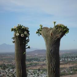 Location: Sentinel Peak, Tucson, Arizona
Date: 2007-03-15
Blooms and flying bugs on an A Mountain Saguaro