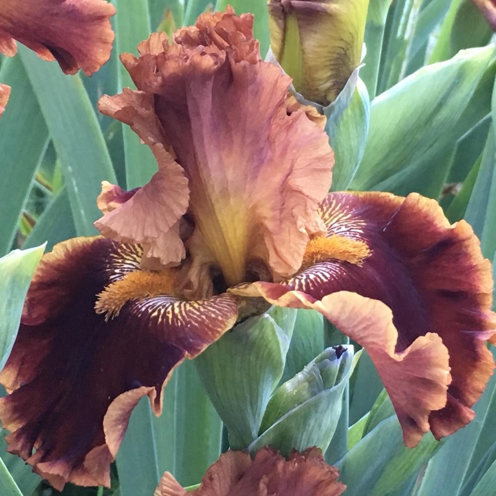 Photo of Tall Bearded Iris (Iris 'Copatonic') uploaded by lilpod13