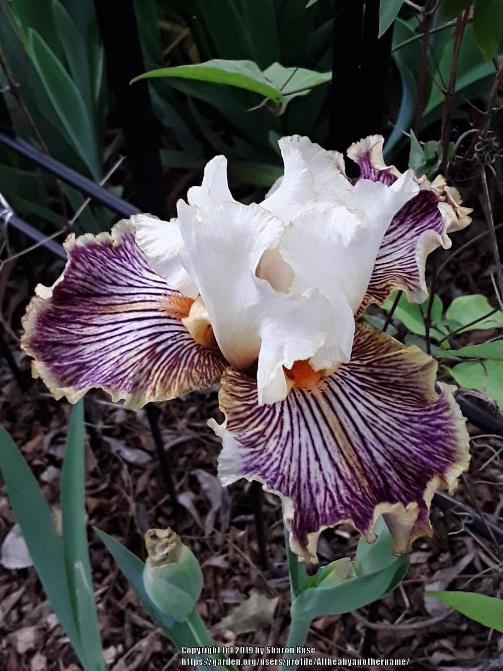 Photo of Tall Bearded Iris (Iris 'Insaniac') uploaded by Altheabyanothername