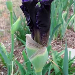 Location: My Caffeinated Garden, Grapevine, TX
Date: 2019-04-11
This becomes a gorgeous iris!