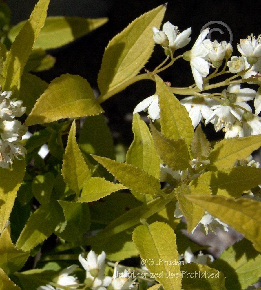 Photo of Slender Deutzia (Deutzia gracilis Chardonnay Pearls®) uploaded by DaylilySLP