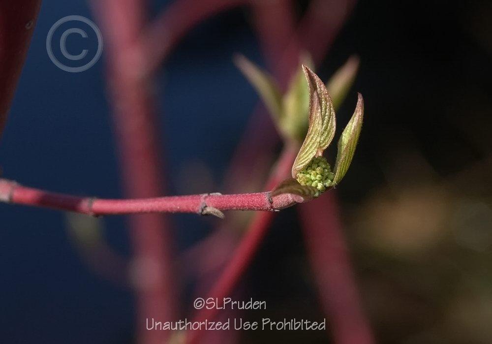Photo of Red Twig Dogwood (Cornus sericea) uploaded by DaylilySLP