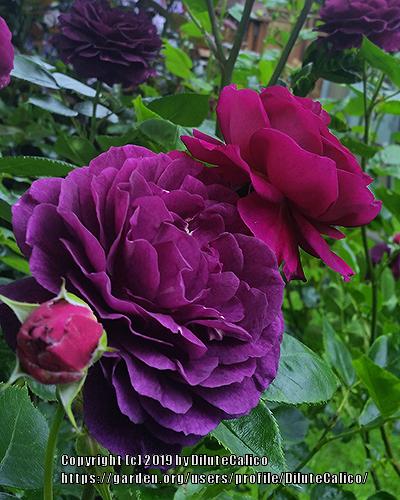 Photo of Rose (Rosa 'Ebb Tide') uploaded by DiluteCalico