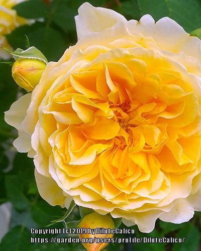 Photo of Rose (Rosa 'Molineux') uploaded by DiluteCalico