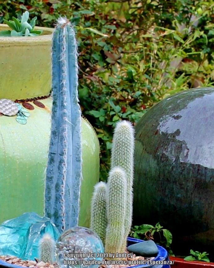 Photo of Blue Columnar Cactus (Pilosocereus pachycladus) uploaded by Esperanza