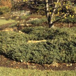 Location: Cantigny Gardens in Wheaton, Illinois
Date: autumn about 1984
groundcover group