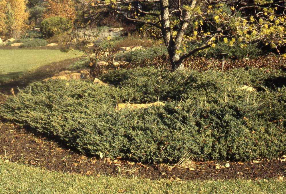Photo of Dwarf Japanese Garden Juniper (Juniperus procumbens) uploaded by ILPARW