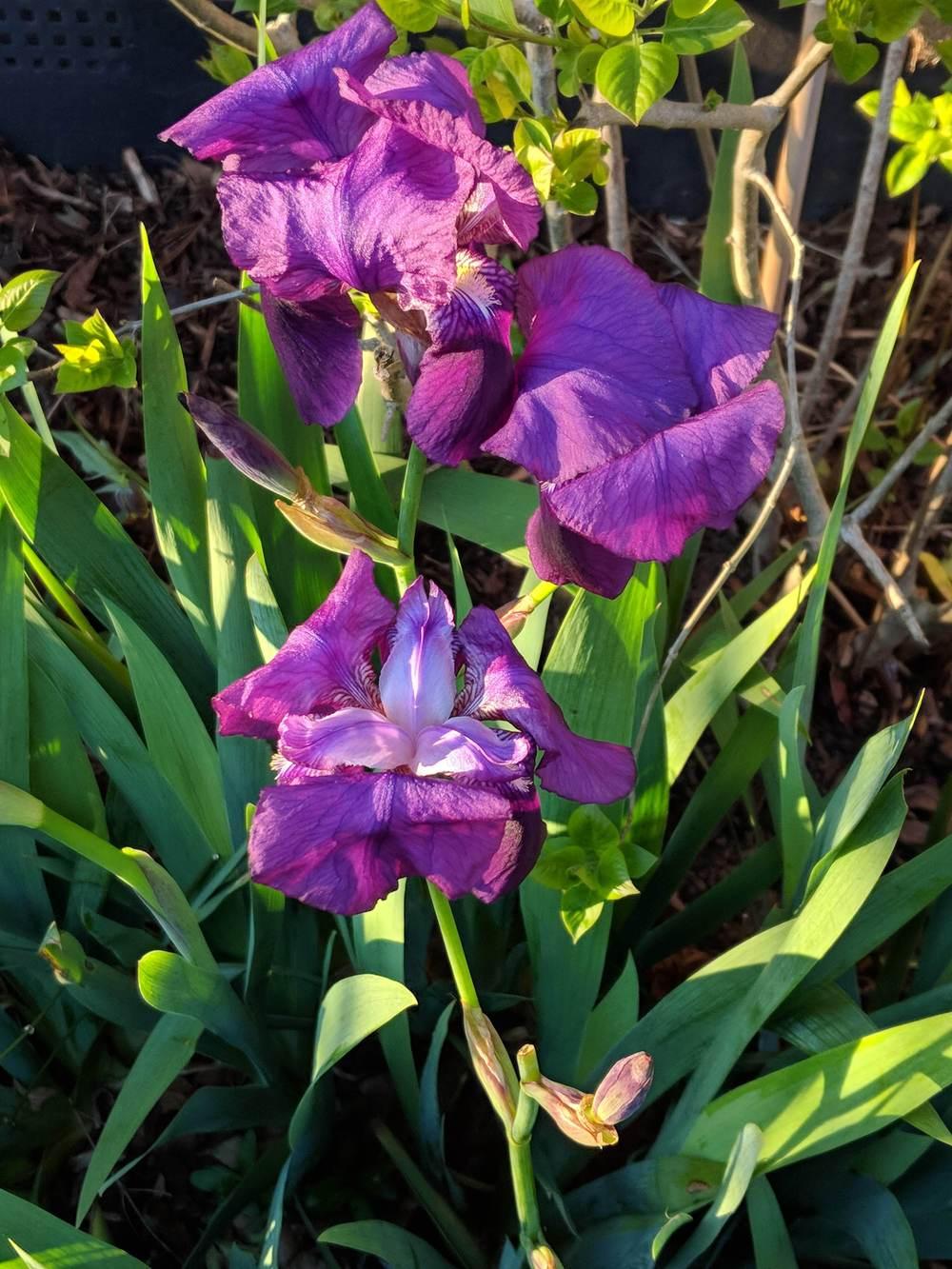 Photo of Intermediate Bearded Iris (Iris 'Eleanor Roosevelt') uploaded by KatR