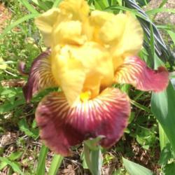 Location: Henry County, Virginia
Date: 2019-04-25
First time bloom!