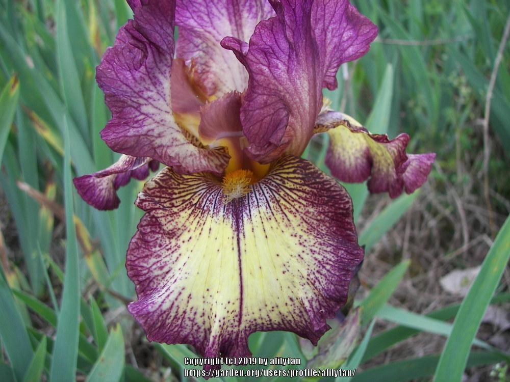 Photo of Tall Bearded Iris (Iris 'Innocent Star') uploaded by alilyfan