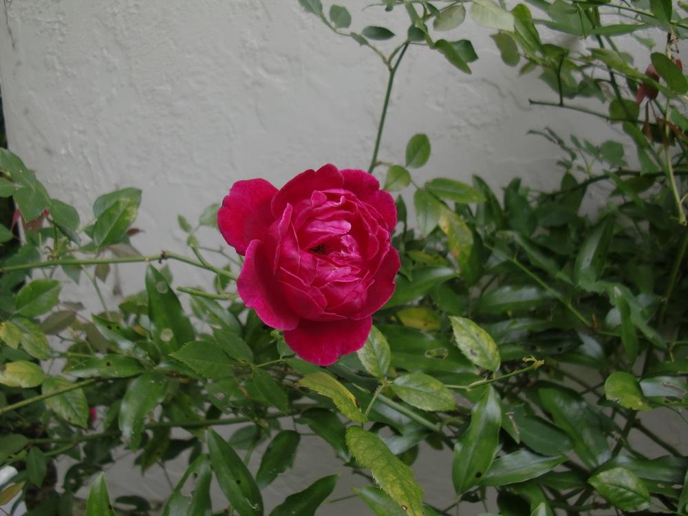 Photo of Roses (Rosa) uploaded by carlissa904