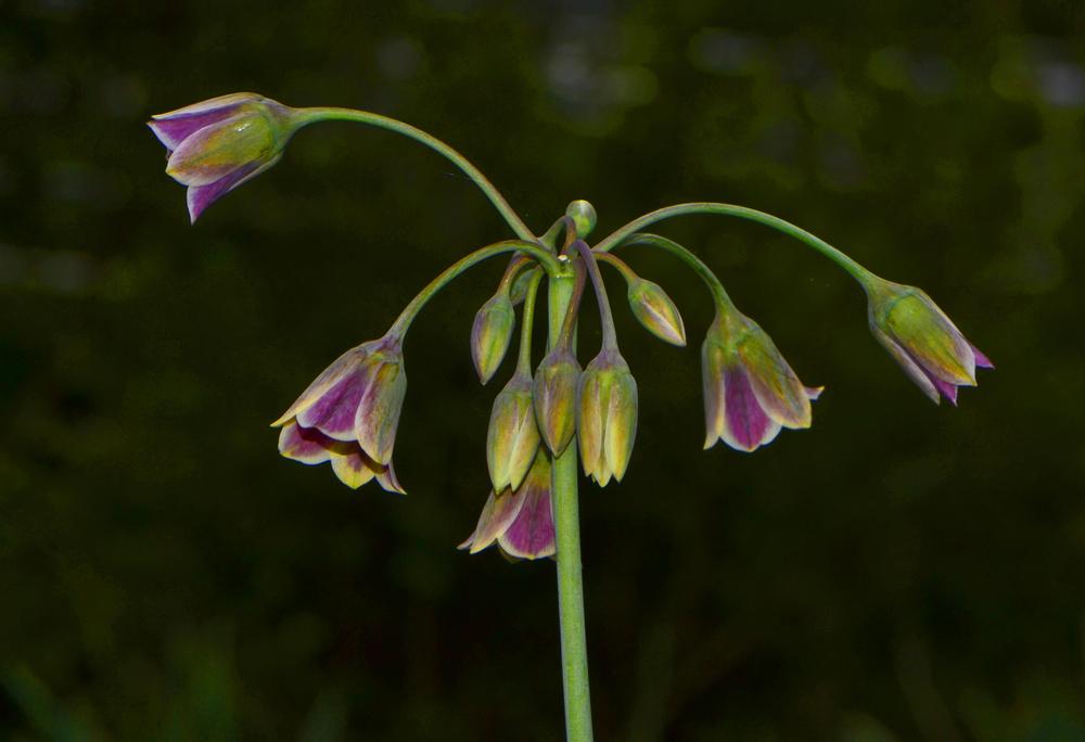 Photo of Mediterranean Bells (Allium siculum) uploaded by dawiz1753